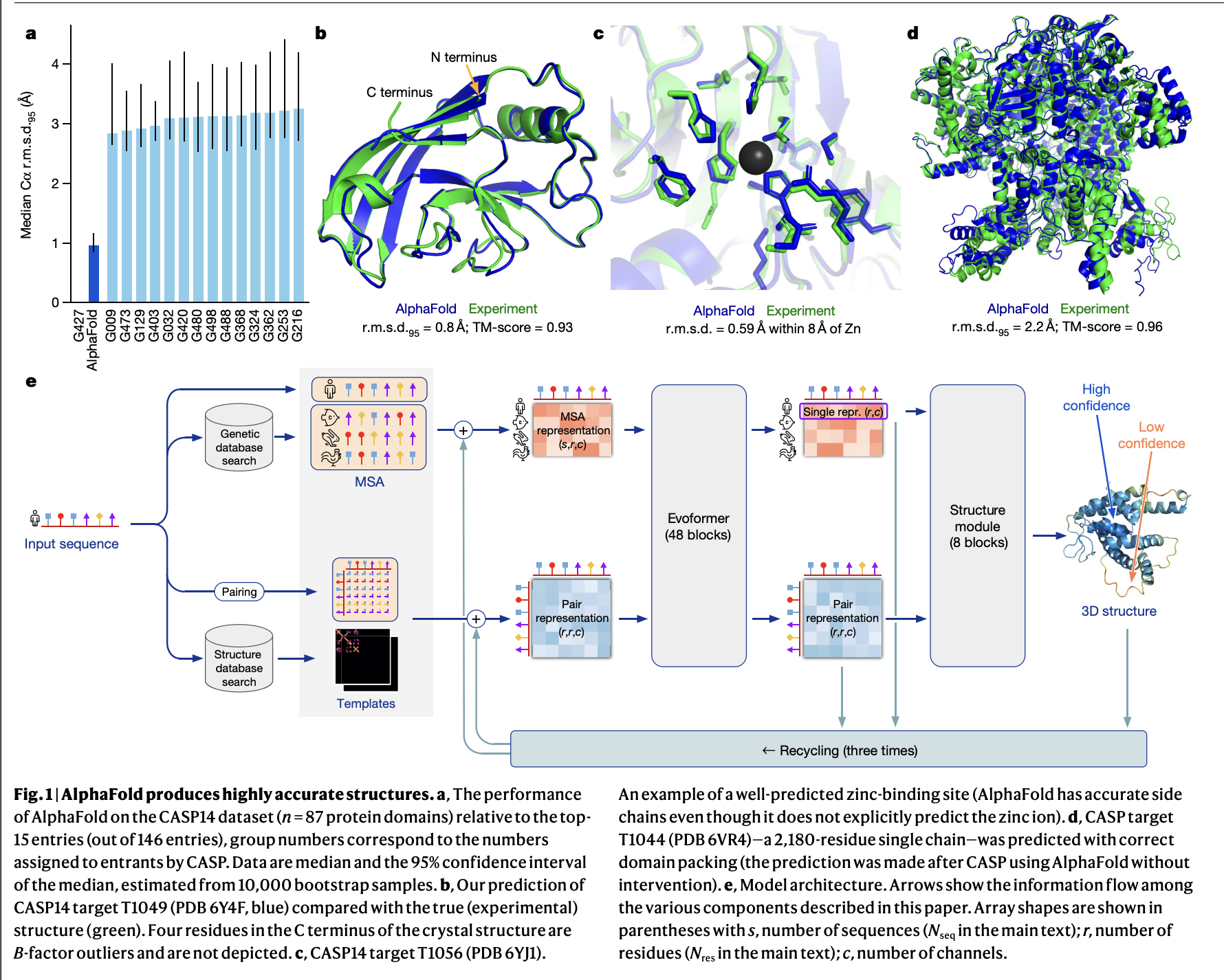 AlphaFold2 architecture. Input sequence는 multiple sequence alignment와 structural template를 거쳐 Evoformer로 들어가고, 그다음 3D coordinate를 생성하는 structure module을 지난다.