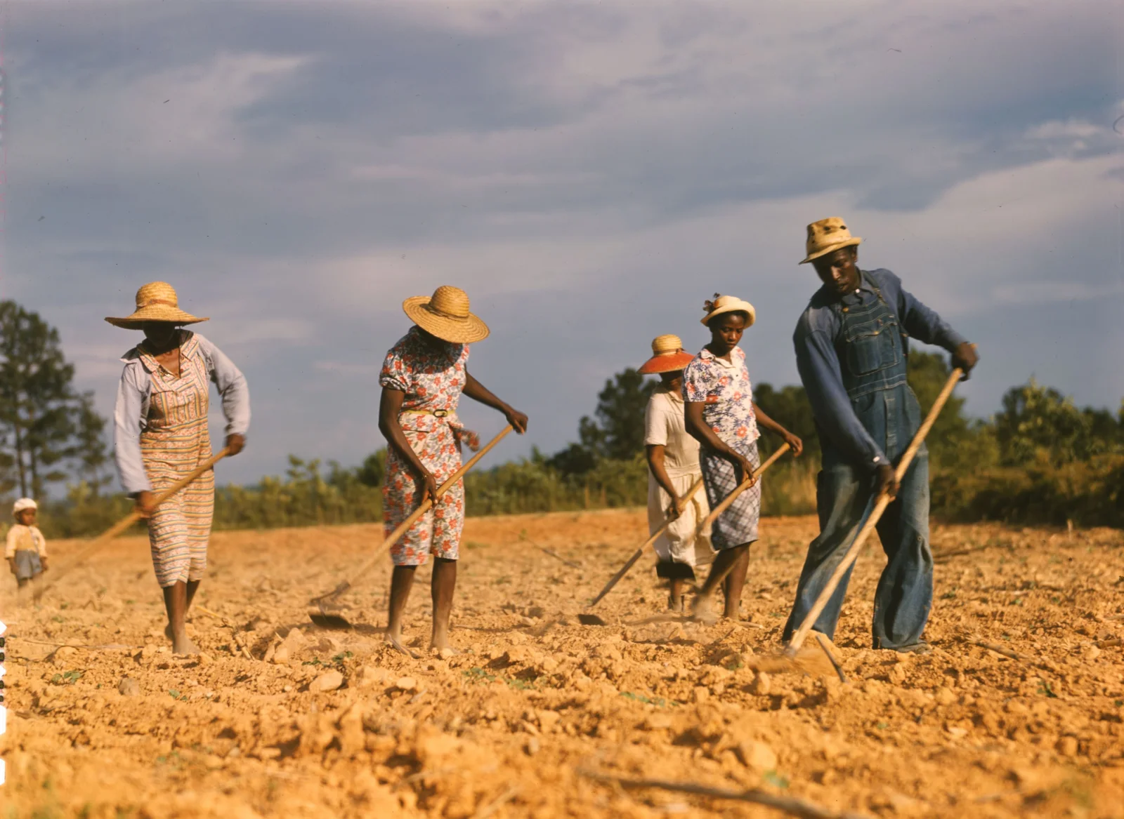 Sharecroppers chopping cotton in a field, 1941.