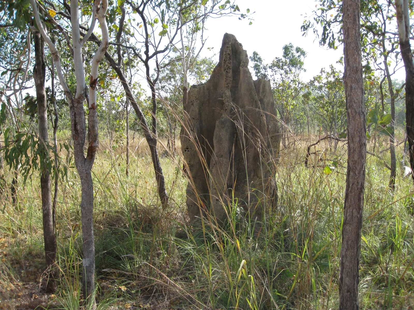 Cathedral termite mounds in Litchfield National Park, Australia.